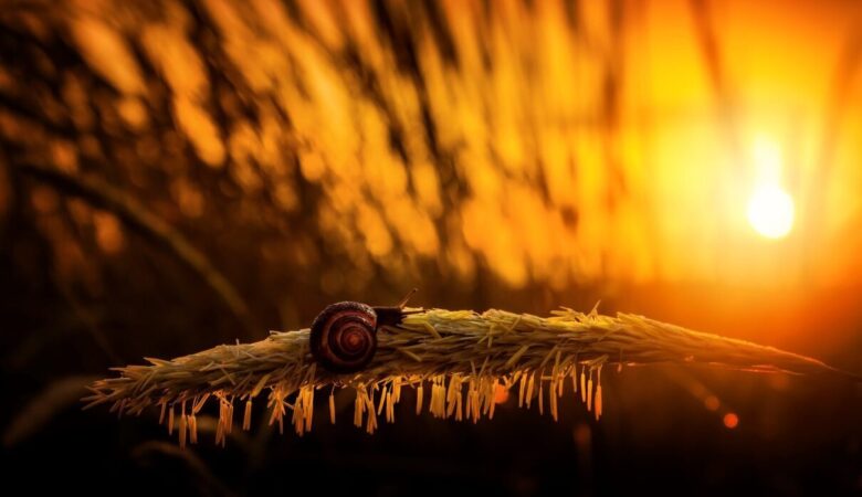 SNAIL
