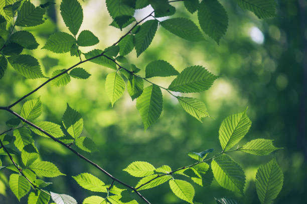 RELAXING MUSIC WITH NATURE SOUNDS